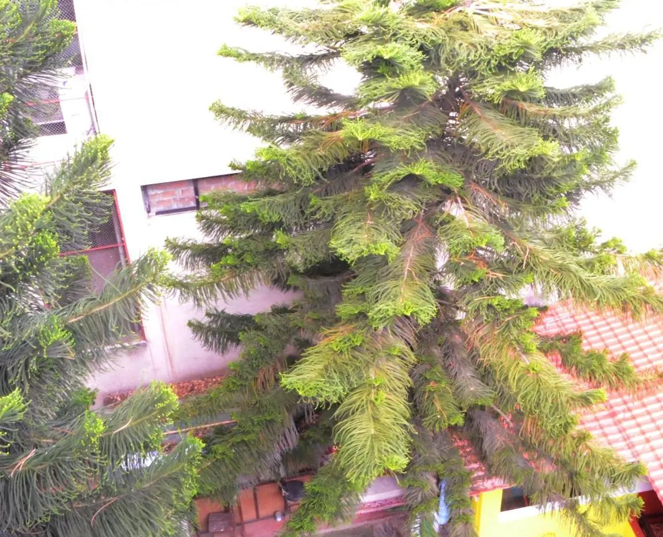 Bed and Breakfast My Garden House Катманду